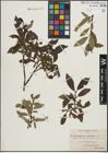 Foto von Salix lapponum L. x Salix phylicifolia L.